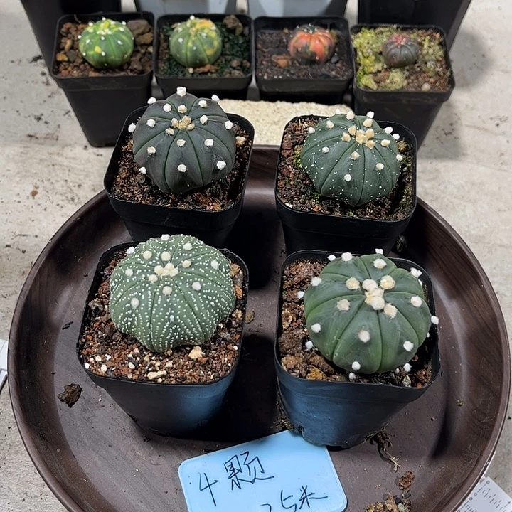 不开花植物仙人球