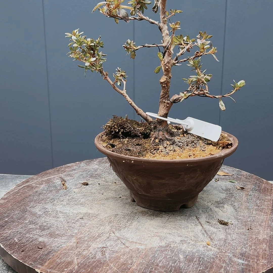 盆景皋月杜鹃1117皇***哖