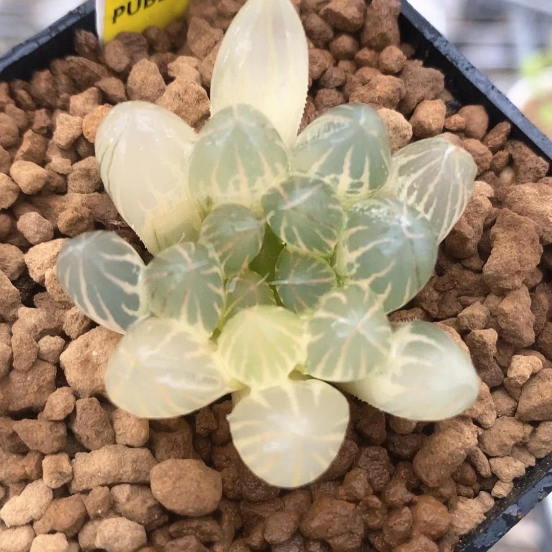 红陶306号糊斑霓虹灯玉露锦一物一