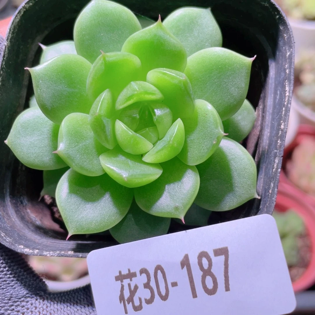 花利美30-187新品珍妮