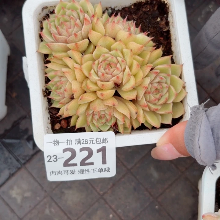 笨吧多肉无盆土发货无