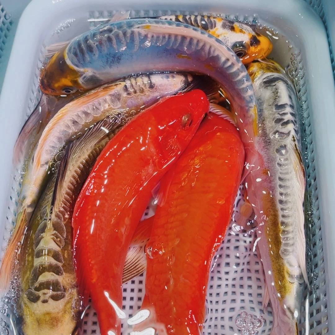 锦鲤锦鲤冷水鱼观赏145