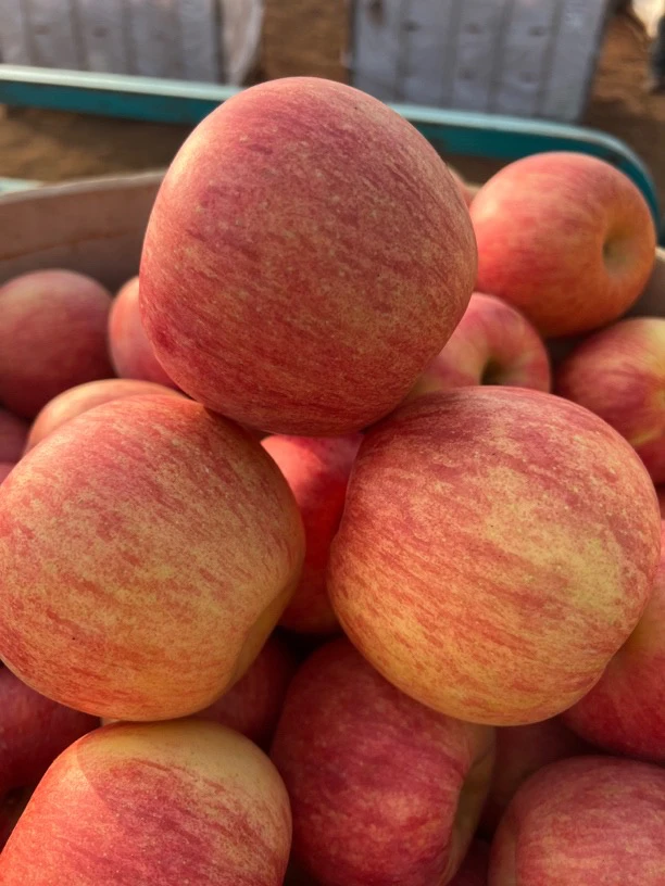 条纹富士苹果5斤