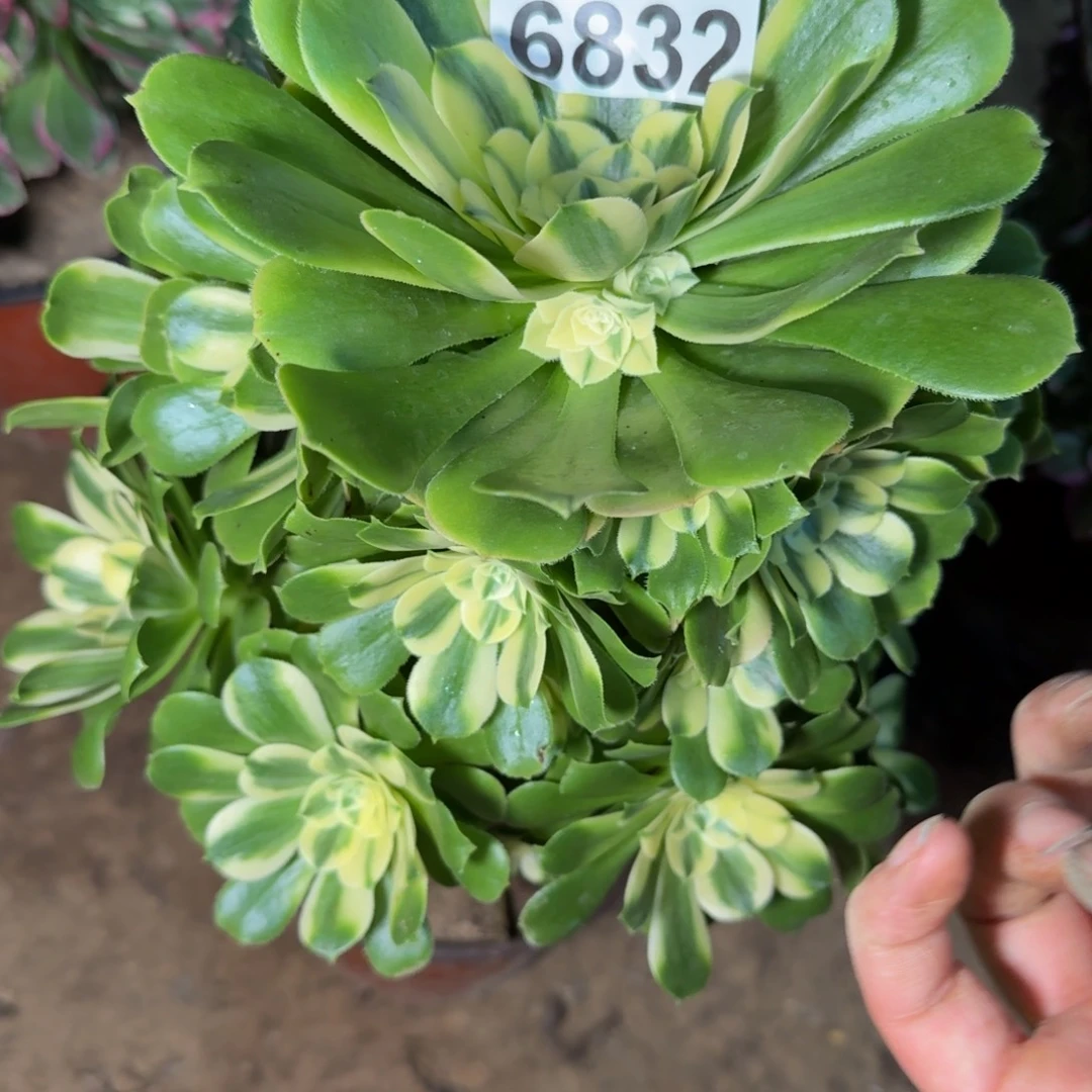 6832辛尼亚多肉植物