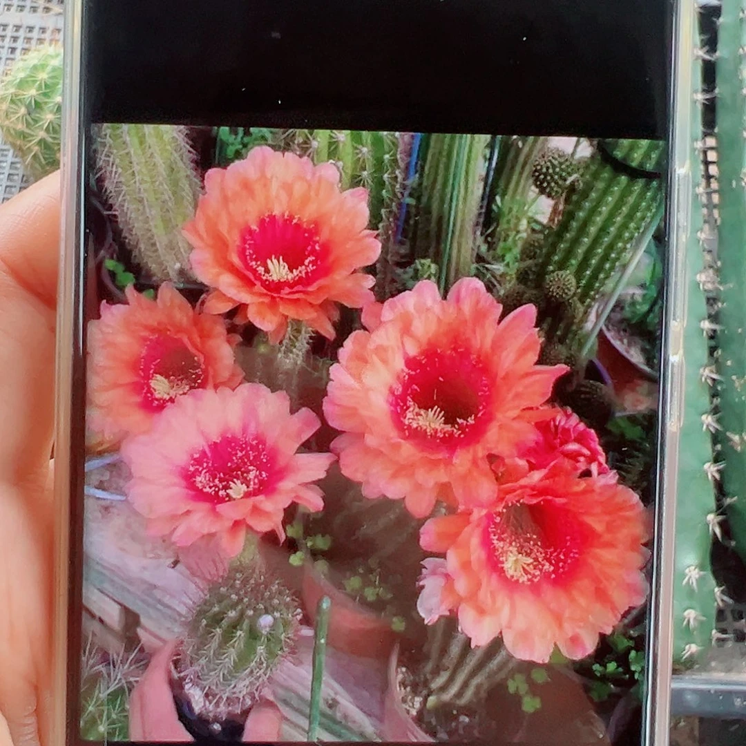毛花柱橙宝石侧芽 20 包邮
