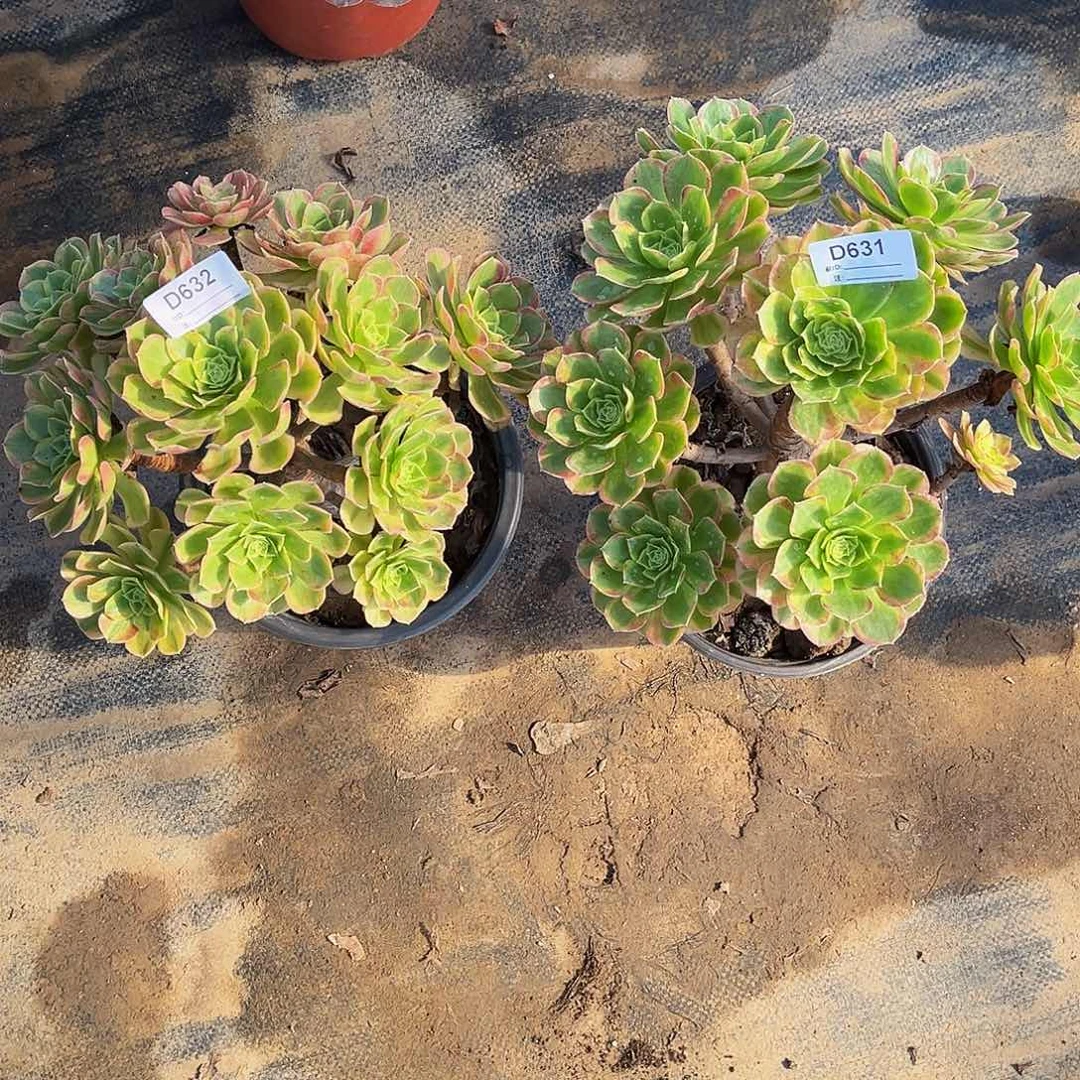 多肉植物631.632万奶白