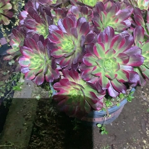 6安娜多肉植物法师