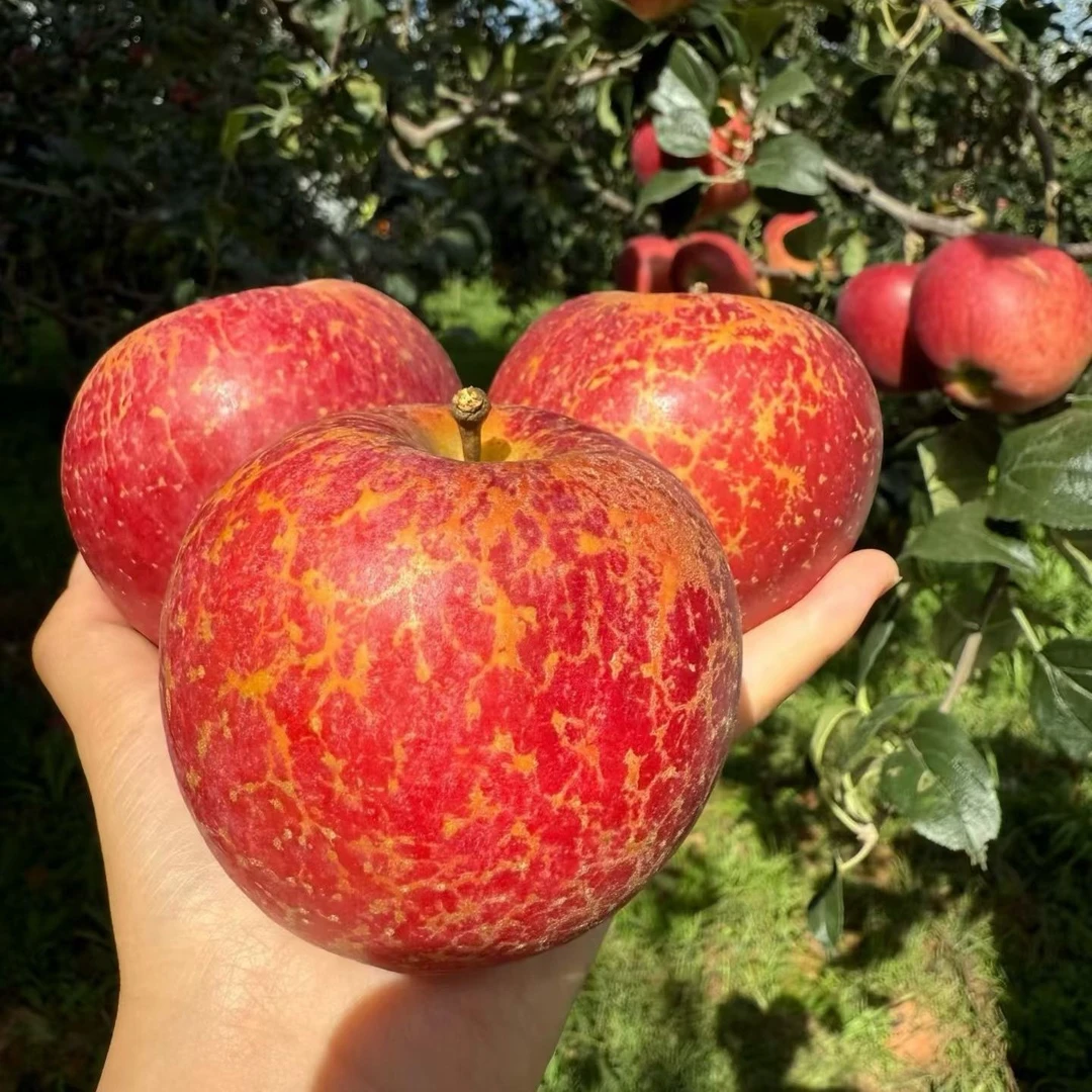 正宗云南昭通丑苹果当季水果脆甜多汁现摘现发产地直发