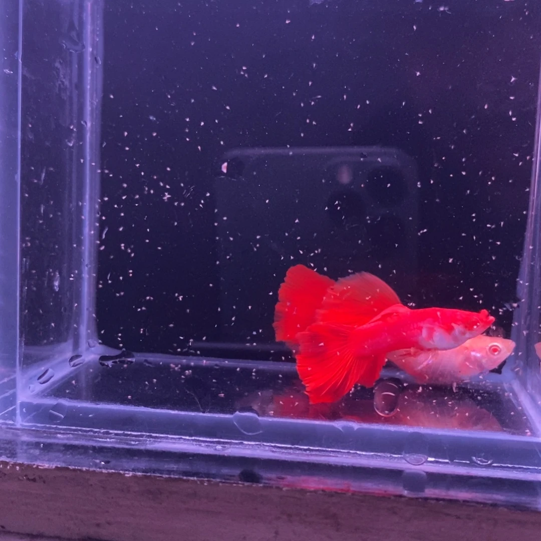 孔雀鱼血红种鱼一对