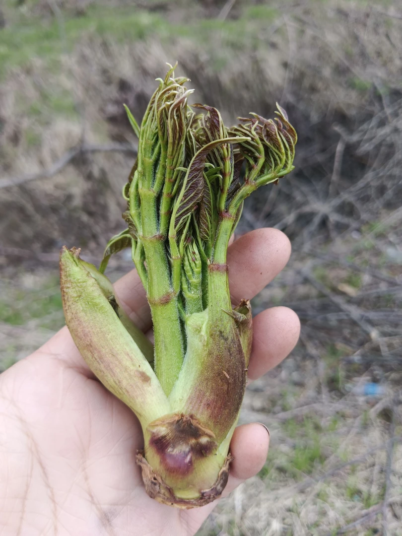 刺老芽深山一斤装