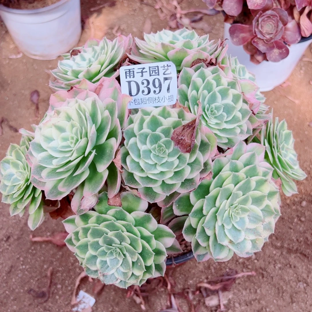 勤***儿397海王尺寸28左右