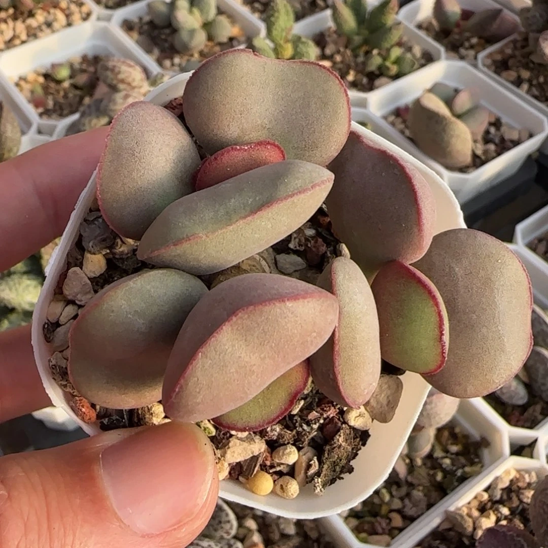 白肌红蛋多肉水泡