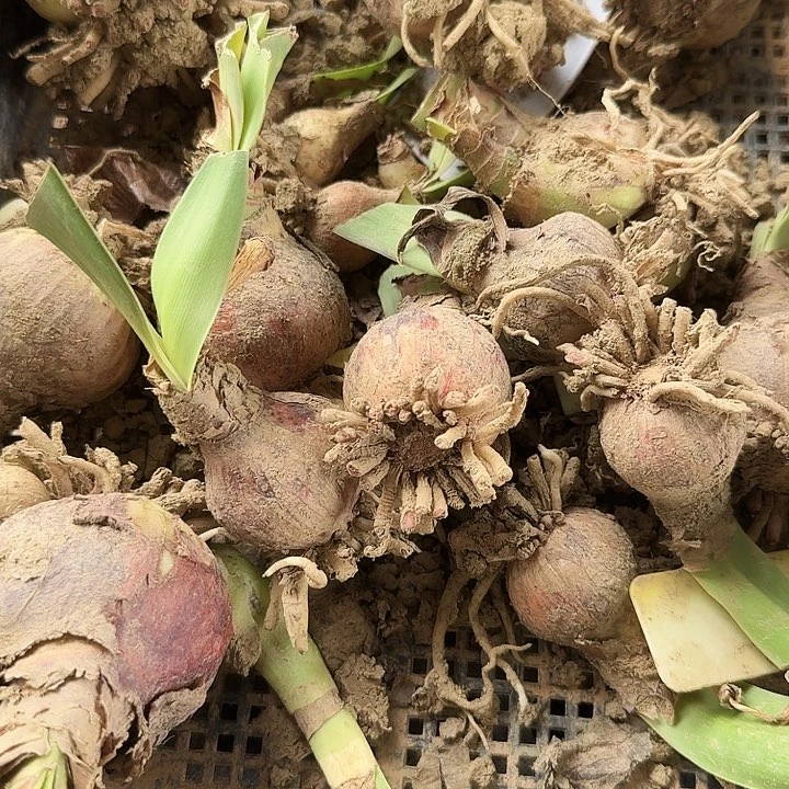 害羞脸红4左右一棵