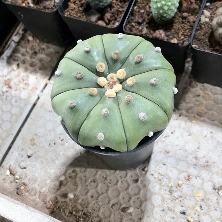 、****颜粉花琉璃一颗带盆发