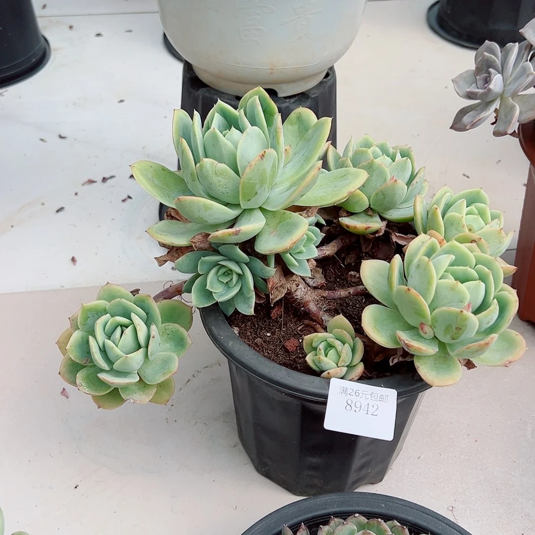 梅***姐8942粉色贝拉多肉植物