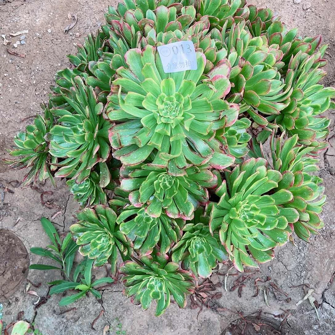 无花朵多肉植物013