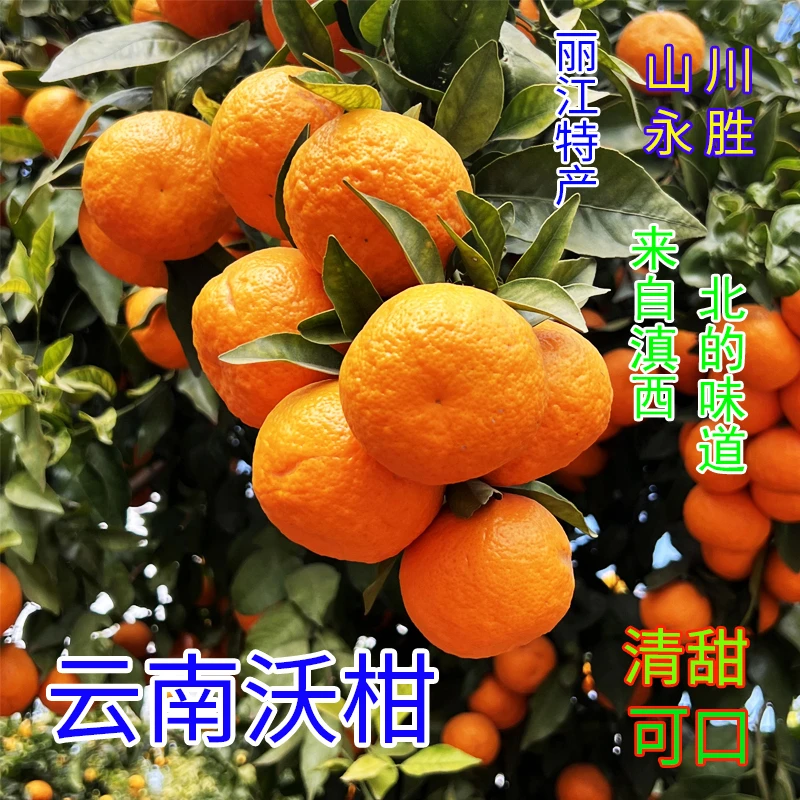 云南高山沃柑新鲜采摘应季营养水果带箱9-10斤