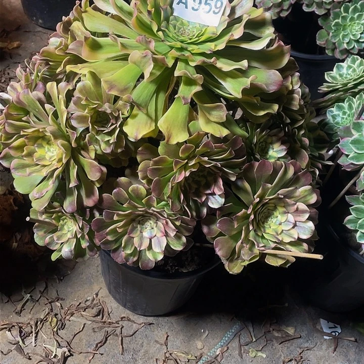 童*贝多肉法师959号沙皇发货