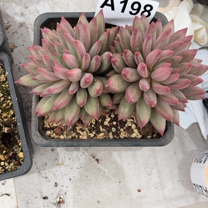 餘****虞美人多肉一物一拍A198