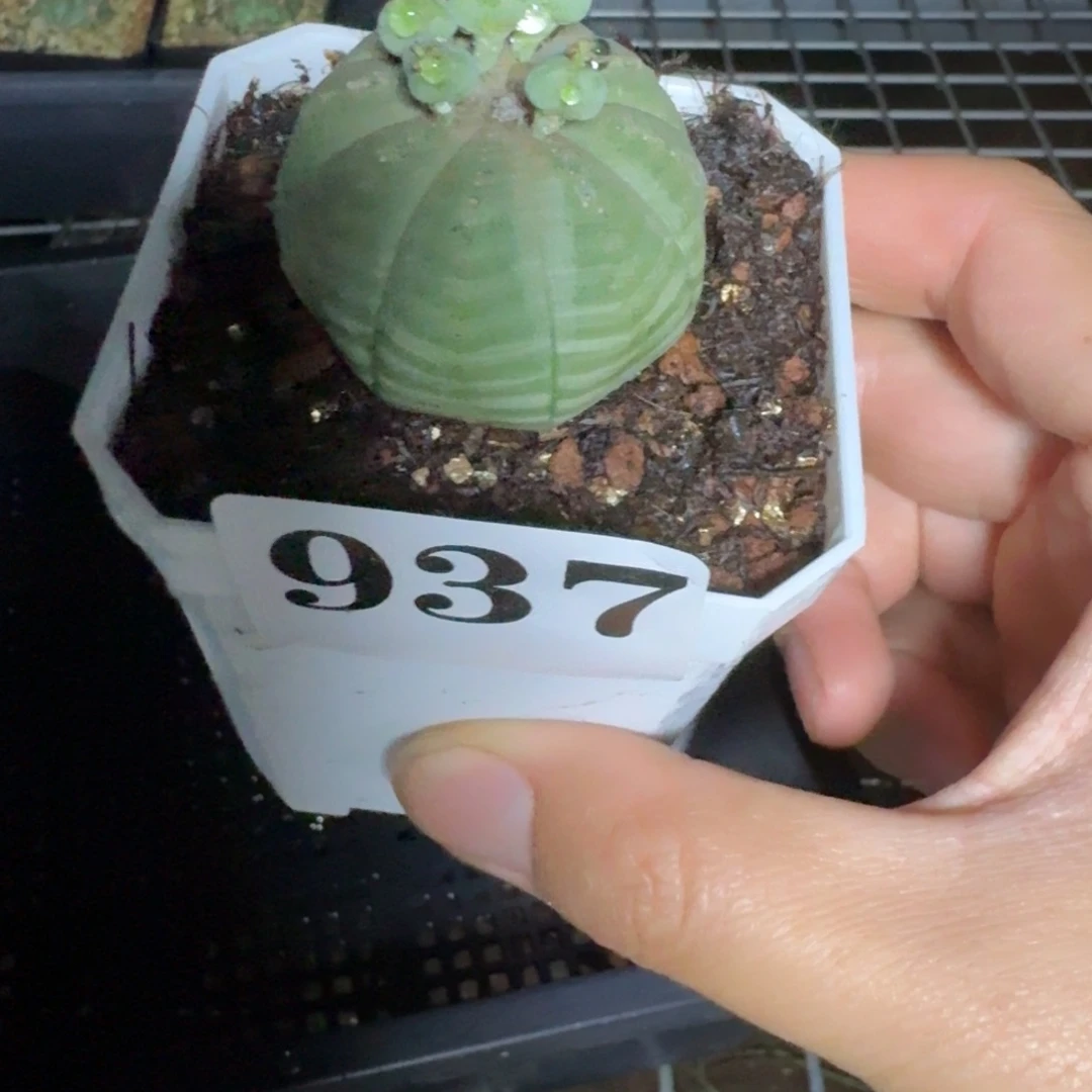 布纹球多肉植物一物一拍