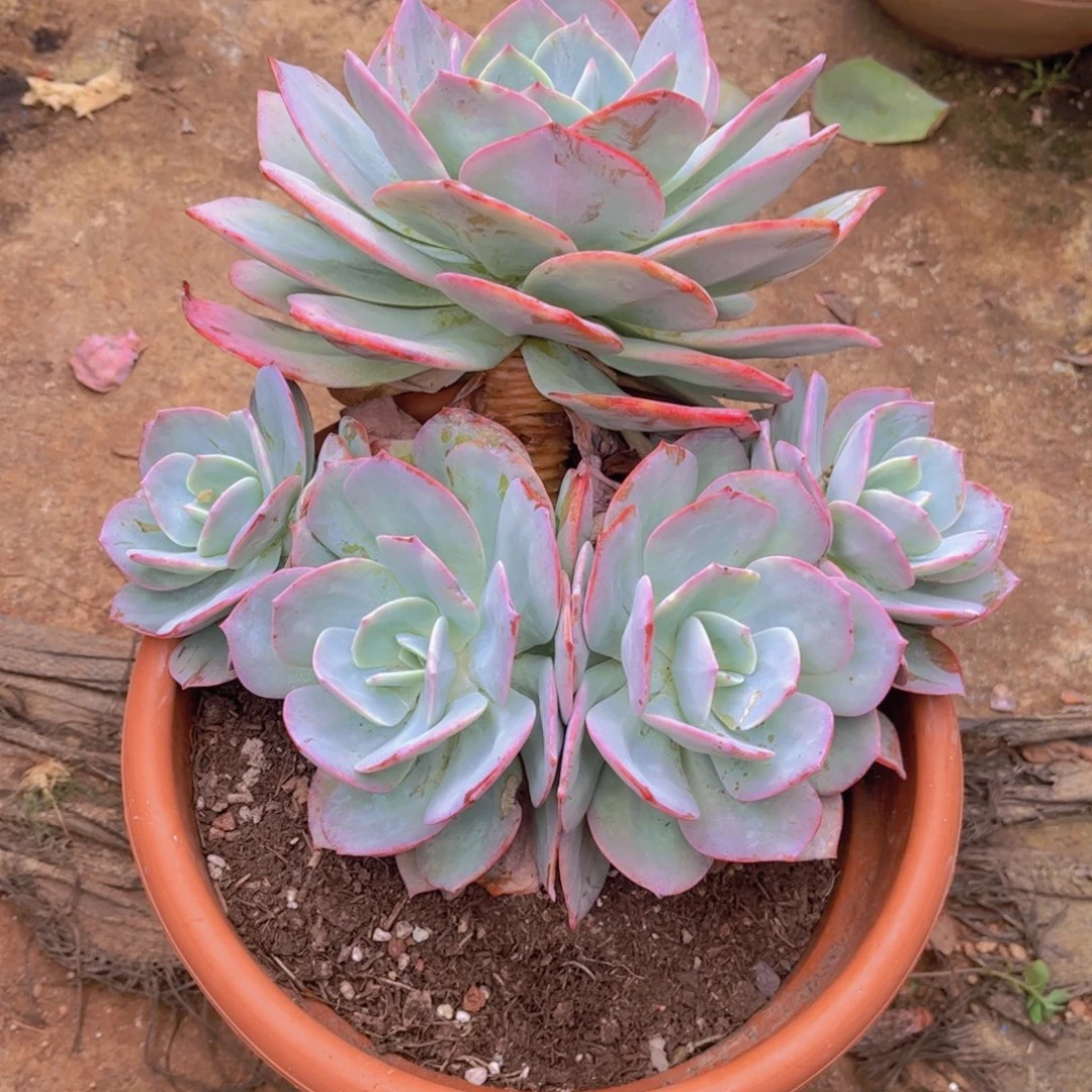 我****多肉植物组合盆栽植物