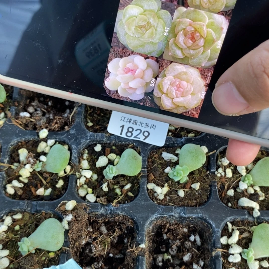 标1829风花843芽苗一个