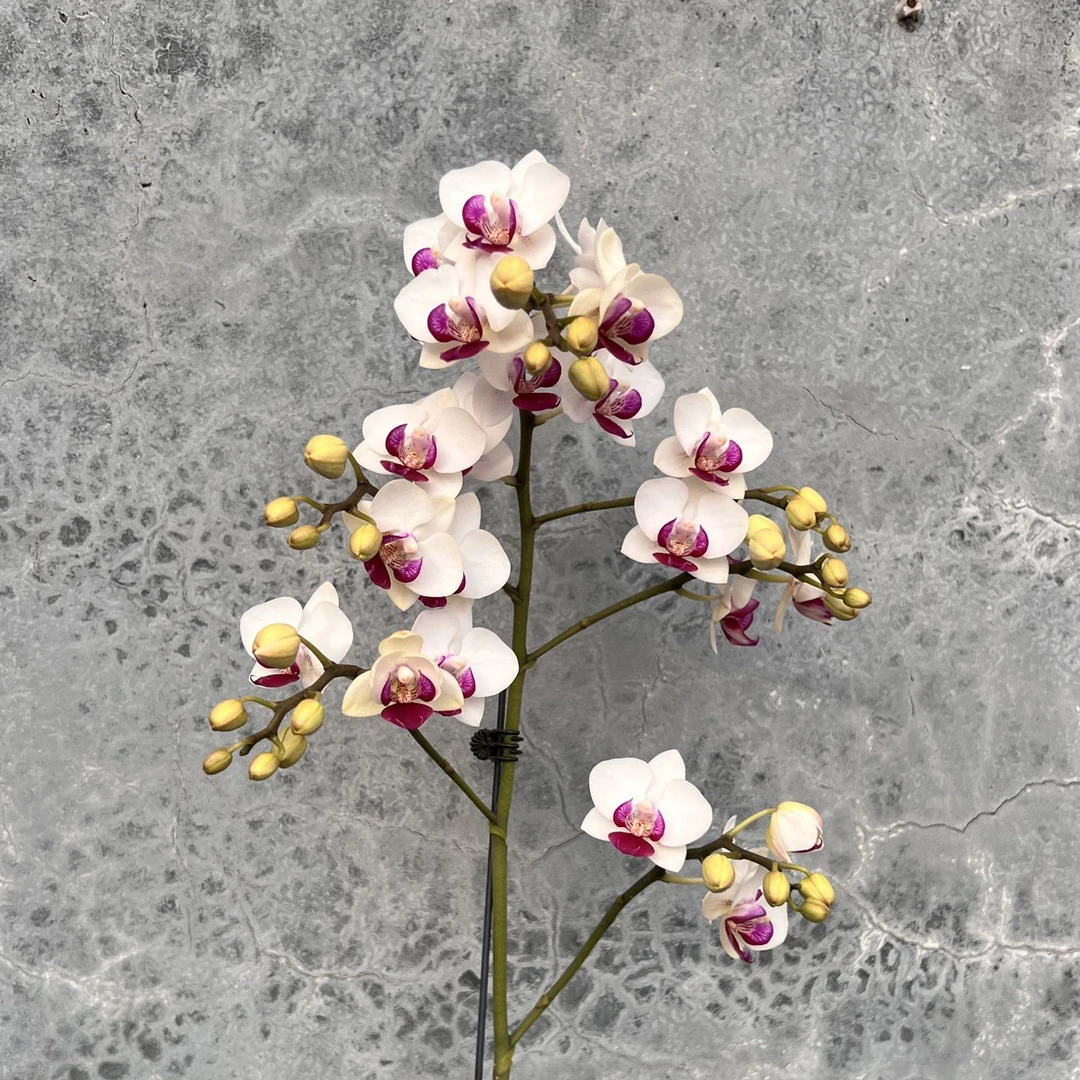 年宵花 蝴蝶兰 白水晶 双剑 带花苞