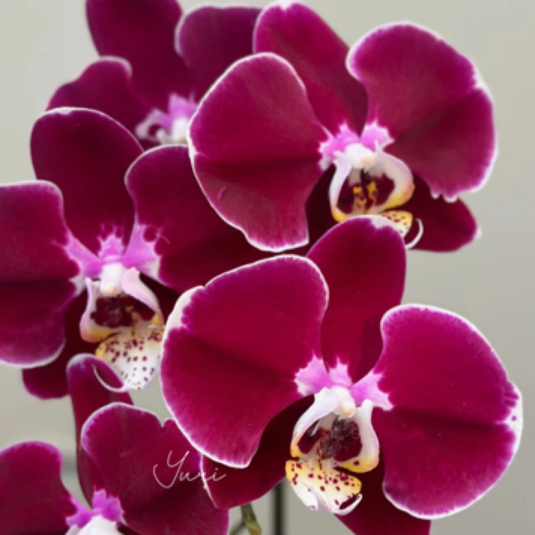 蝴蝶兰3.5杯爆花不售后（幻影）