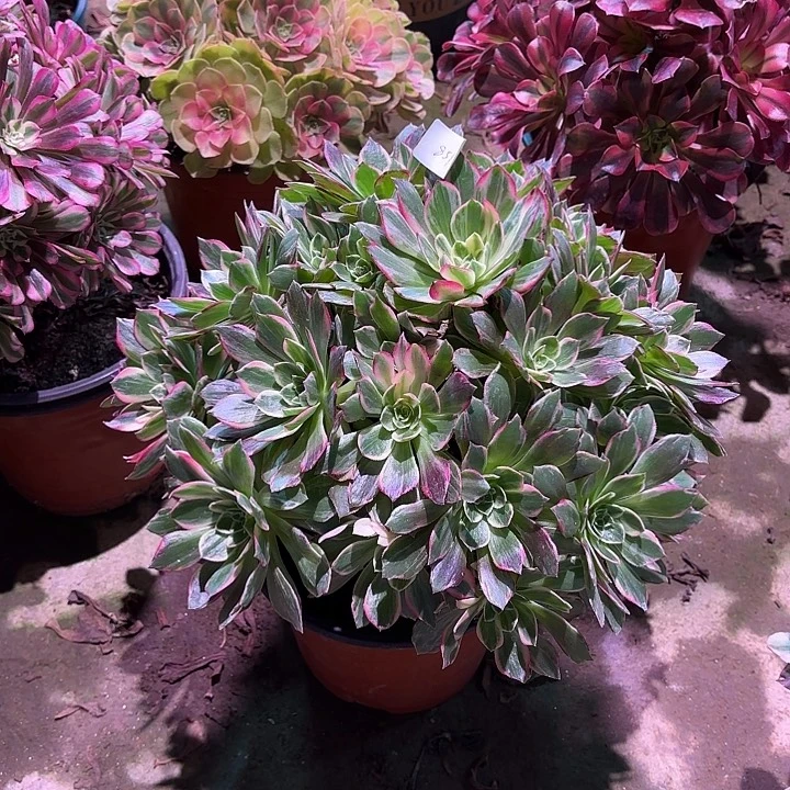 多肉植物万花同00851