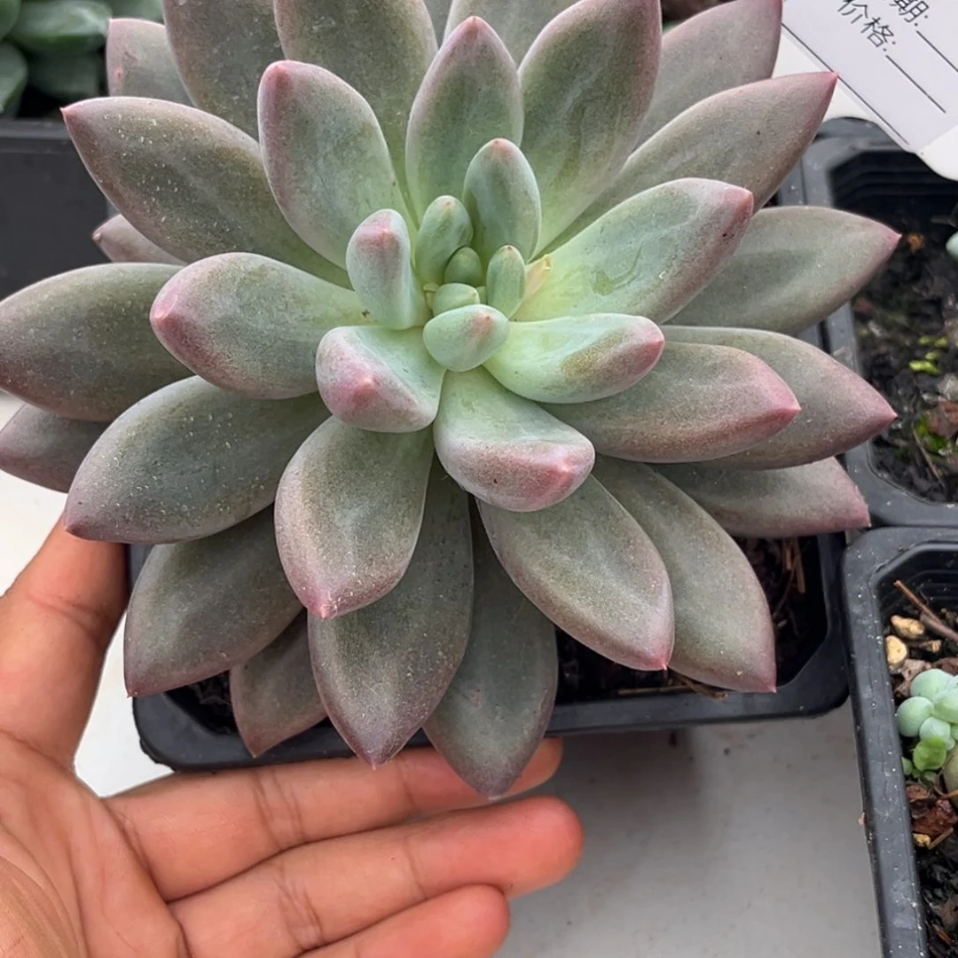 水晶球个体多肉植物724