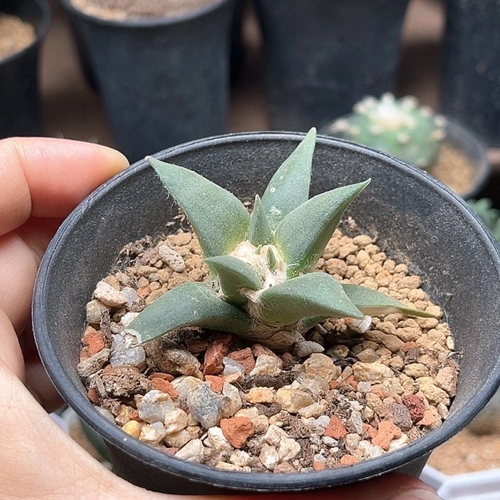 实生牡丹一颗一颗一颗
