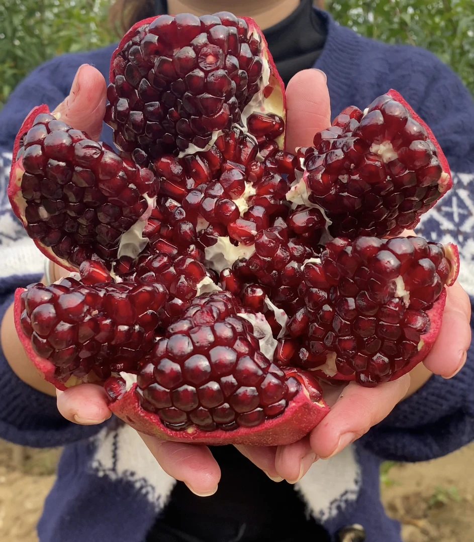 福利现挖现发  蒙阳红 红宝石 大红袍石榴绿植 带土球1.6米发货