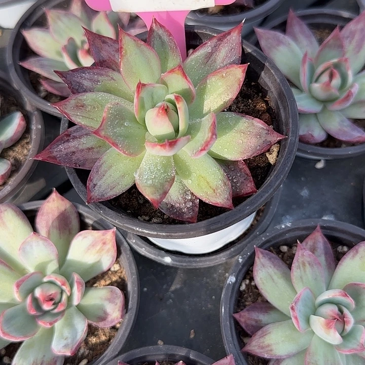 ****）43 惊鸿仙子多肉植物