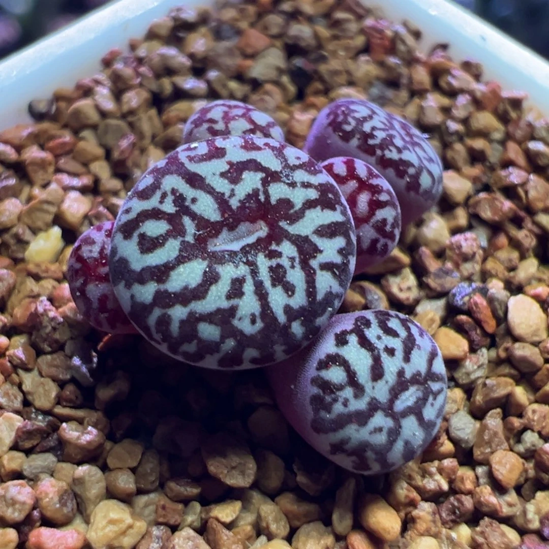 1324，rr714墨小锥，肉锥植物