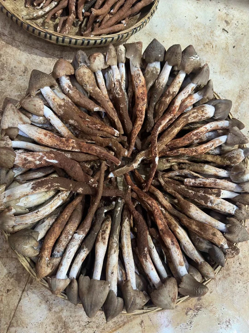 云南新鲜野生火把鸡枞500克