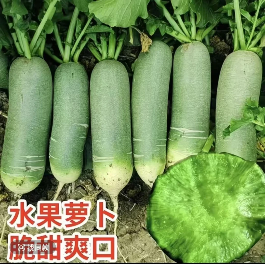【清脆爽口】山东潍坊水果萝 卜生吃脆甜微辣农产品青萝 卜包邮