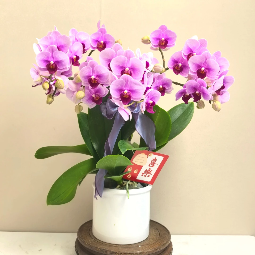 【超级宝贝】3.0寸加高杯蝴蝶兰 单双花剑混合
