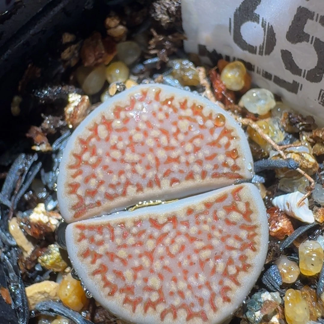 zzzz精品生石花肉锥657