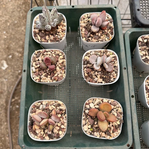 水泡多肉植物套餐组合，六棵小老桩随机发