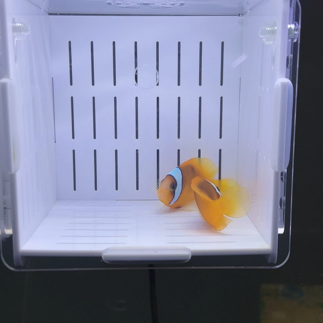 海水鱼5公分精品对装番茄小丑