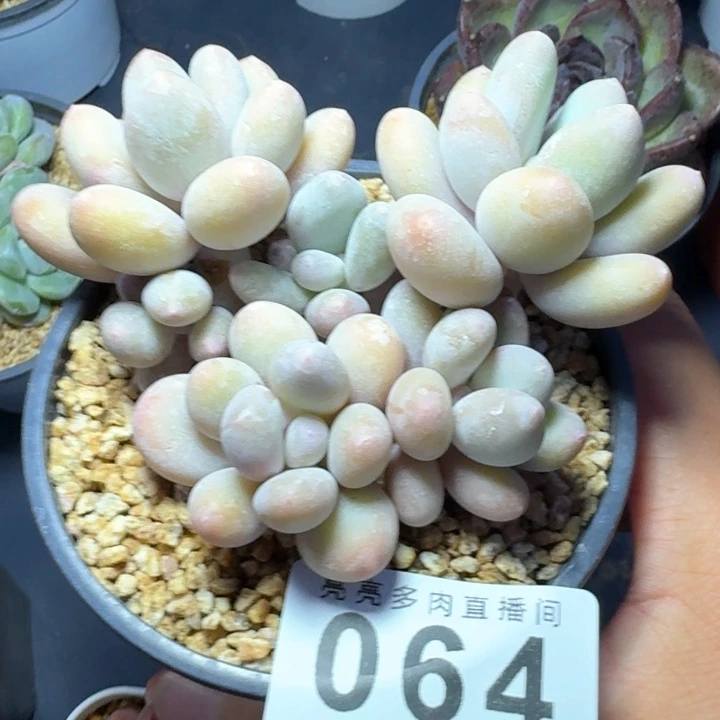 蛋黄奶优选            多肉植物