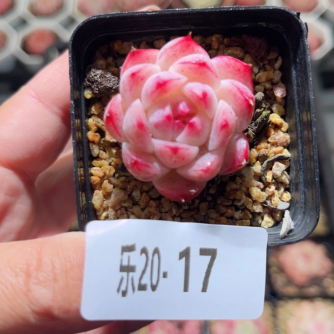 乐20-17 美瞳单头