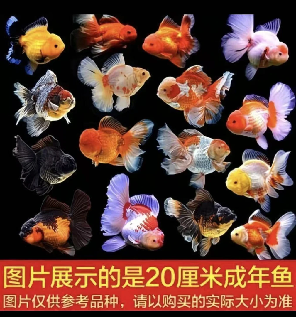 玛丽泰狮兰寿观赏鱼冷水鱼好养耐活