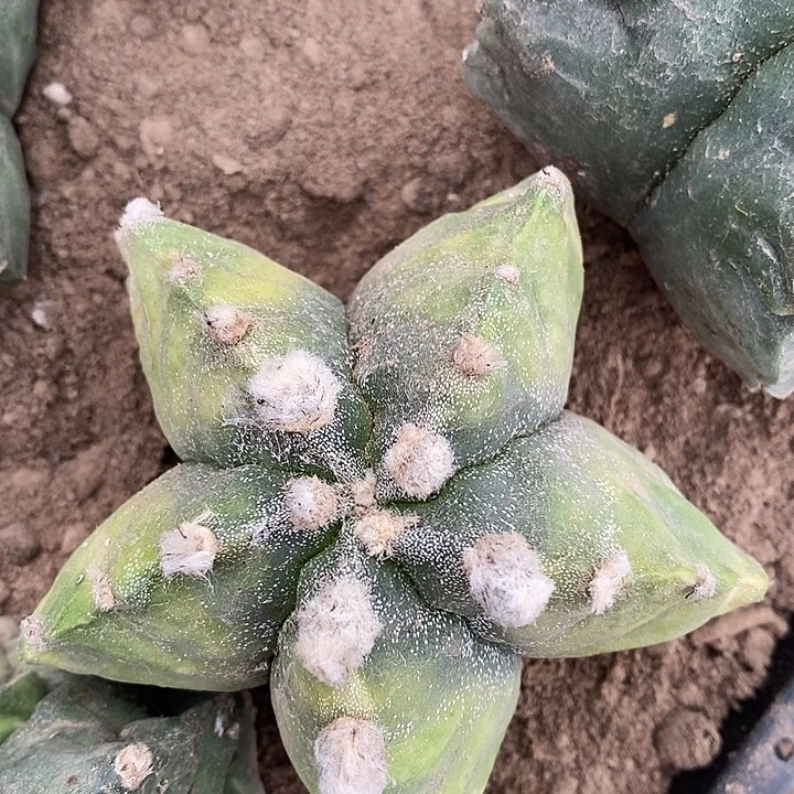 落地有根黄体龟甲银纱鸾