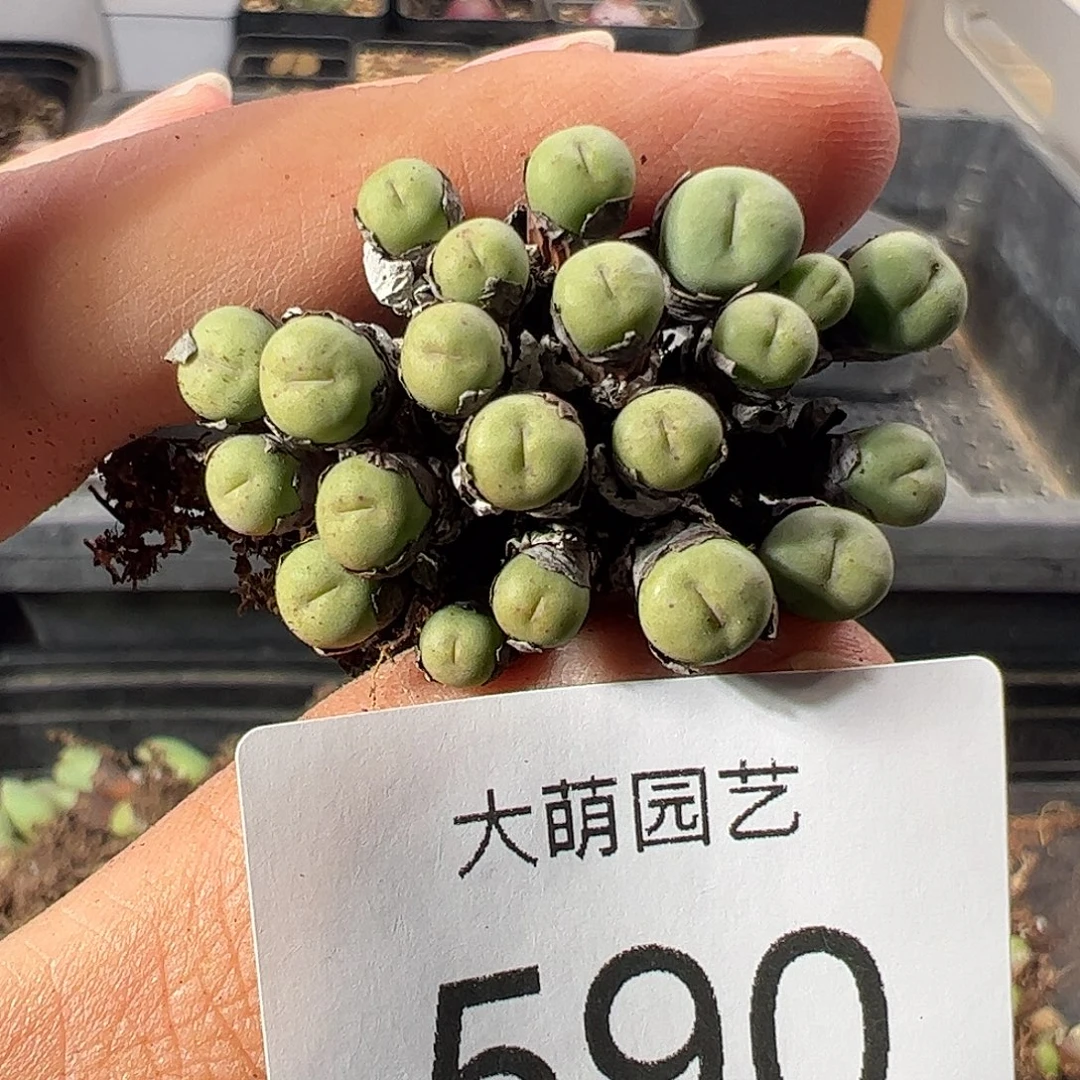 一物一拍。         590