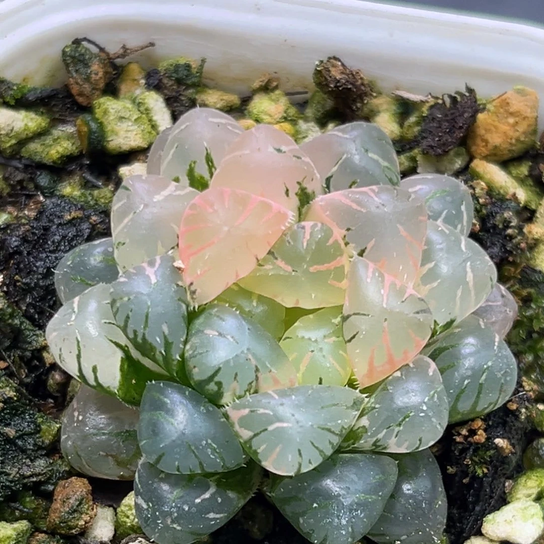 恭喜发财大吉大利2651