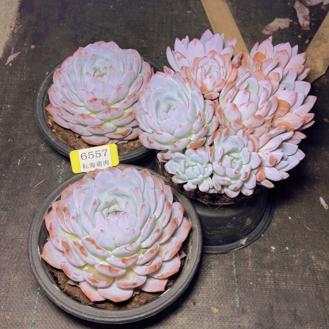 邓***࿐橙子6557多肉植物3颗