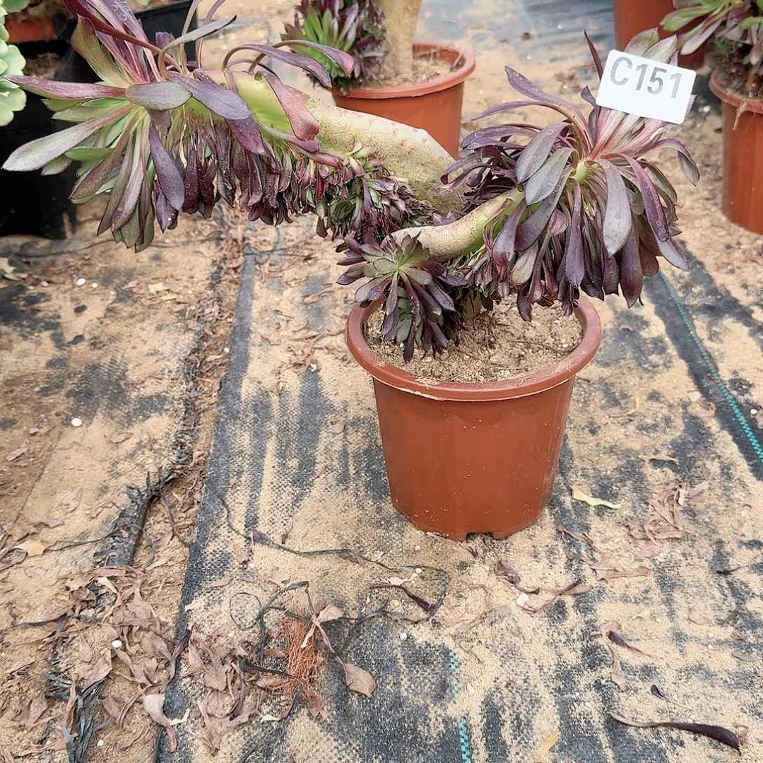 151黑法师一颗呀呀