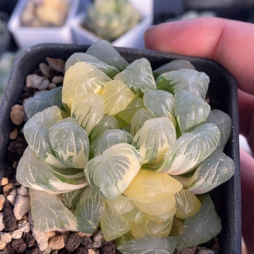 一颗湖水玉露锦 开播福利