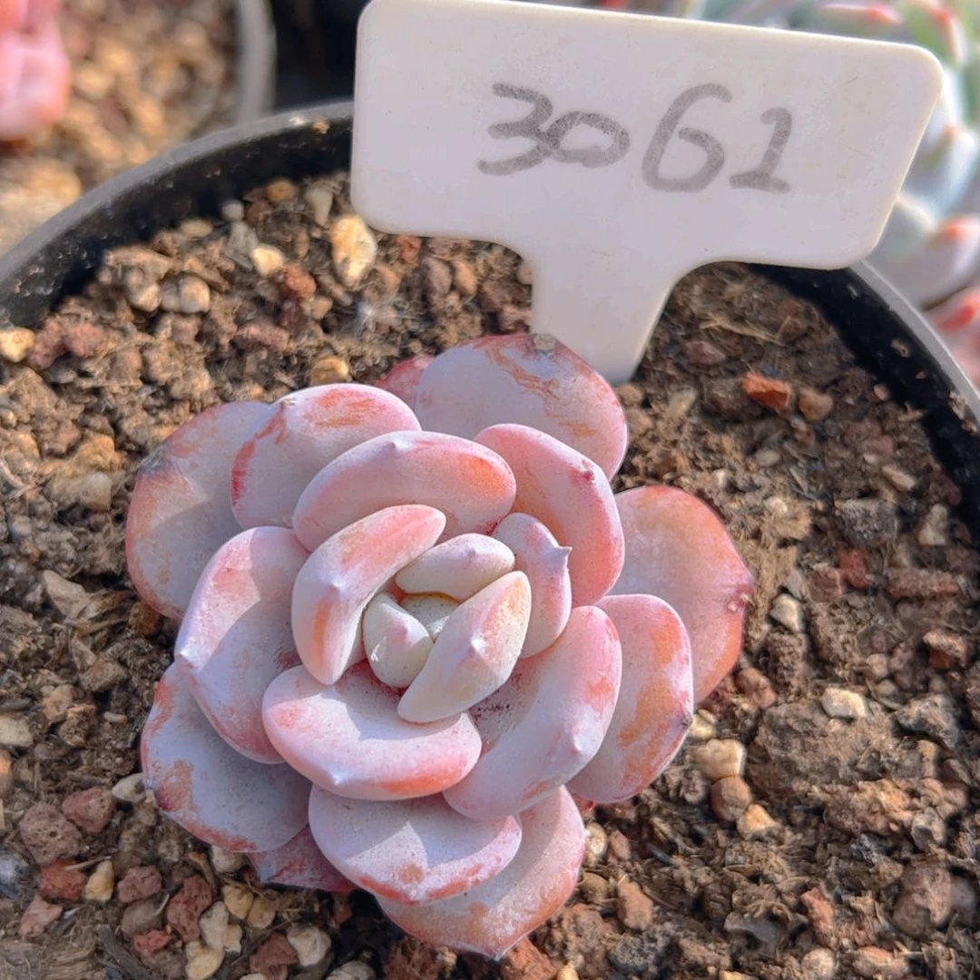 用****1控养奶茶3061号一物一拍